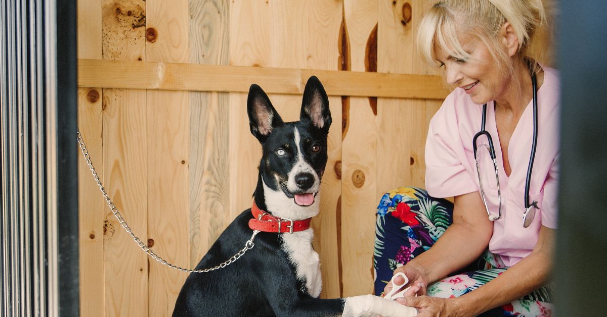 A black-and-white dog wearing a red collar sits on a grooming