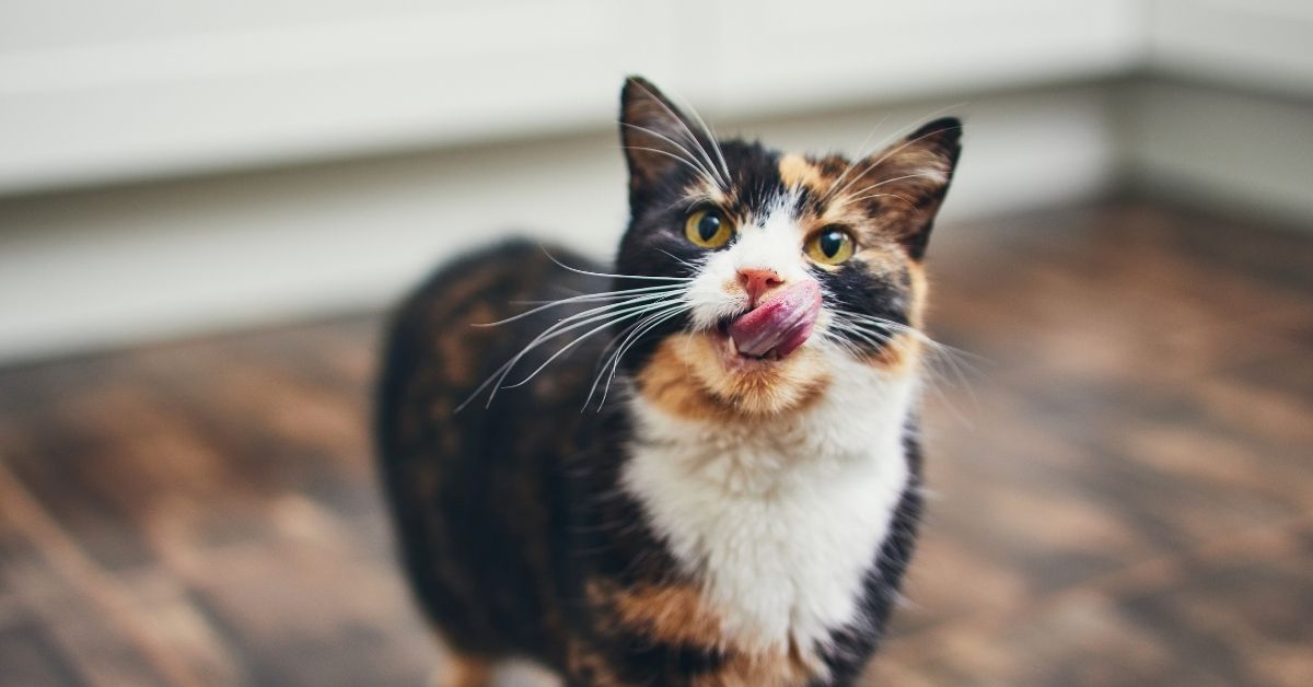 A calico cat with large ears sits on a wooden floor, looking toward the