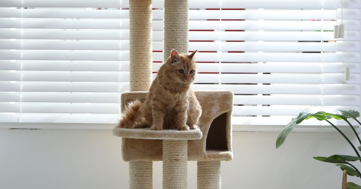 A cat sits on a beige multi-level scratching post in a bright room with