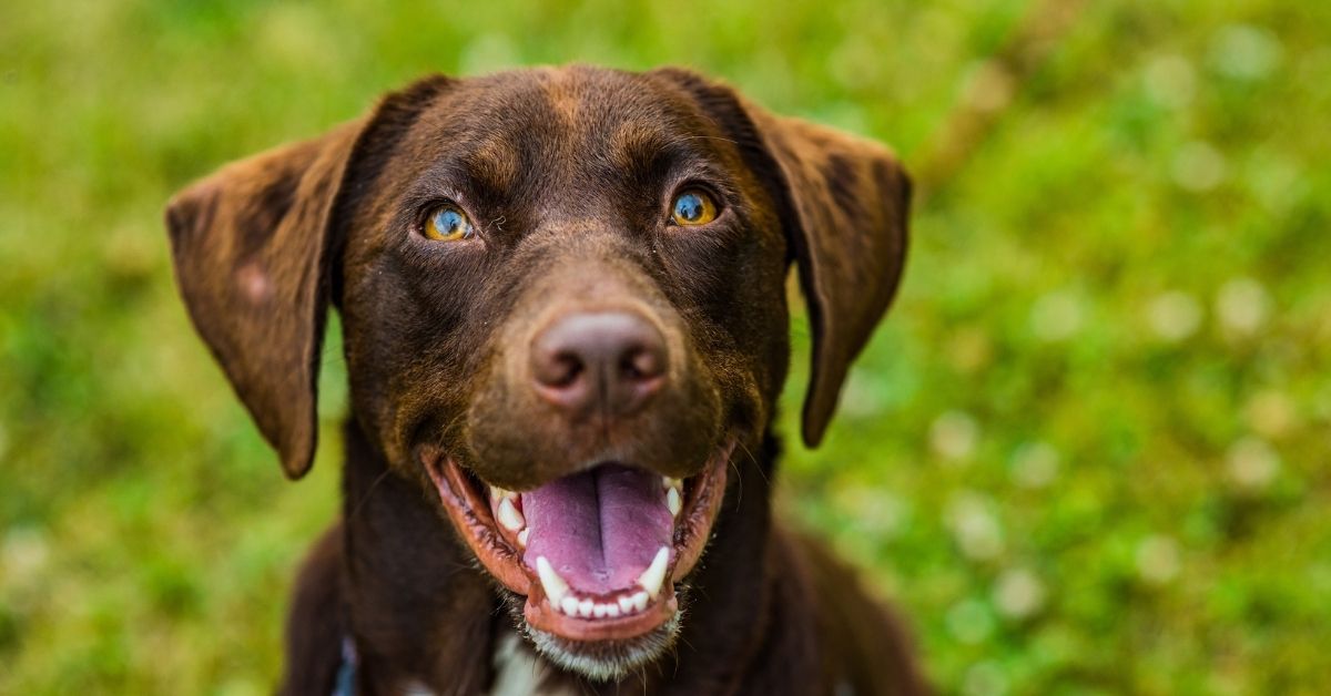 A close-up of a brown dog with bright blue eyes, mouth open and tongue