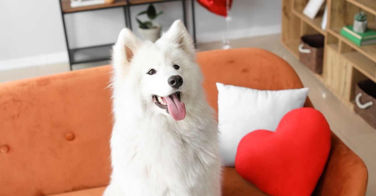 A fluffy white dog sitting on an orange couch, tongue out, with a red heart-shaped