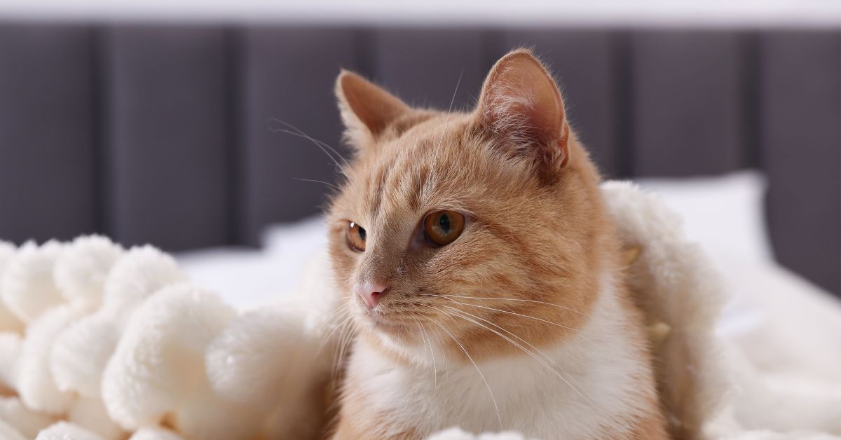 A ginger-and-white cat lying on a fluffy white blanket