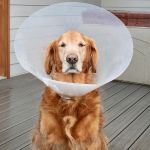 A golden-brown dog wearing a light cone collar sits