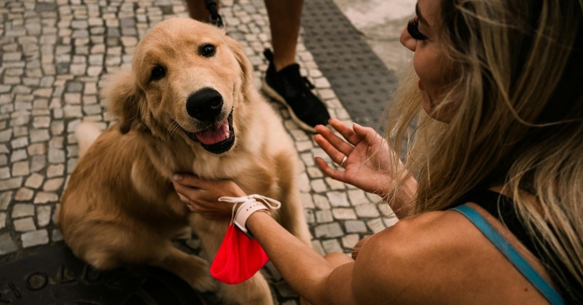 A golden retriever sits on a cobblestone street while a person in a