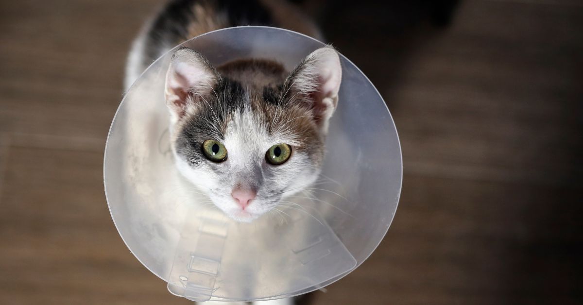 A gray and white cat with green eyes wearing a clear plastic cone around its