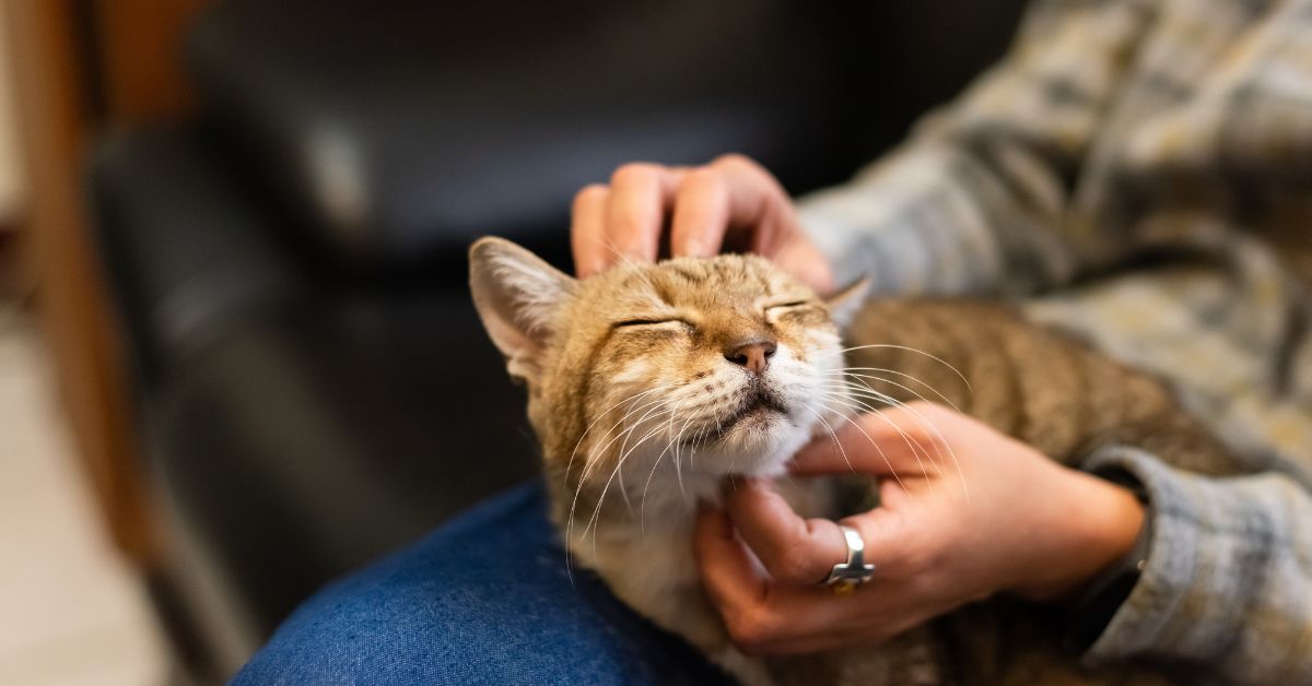 A hand gently strokes a tabby cat's face and chin while the cat lies on a couch