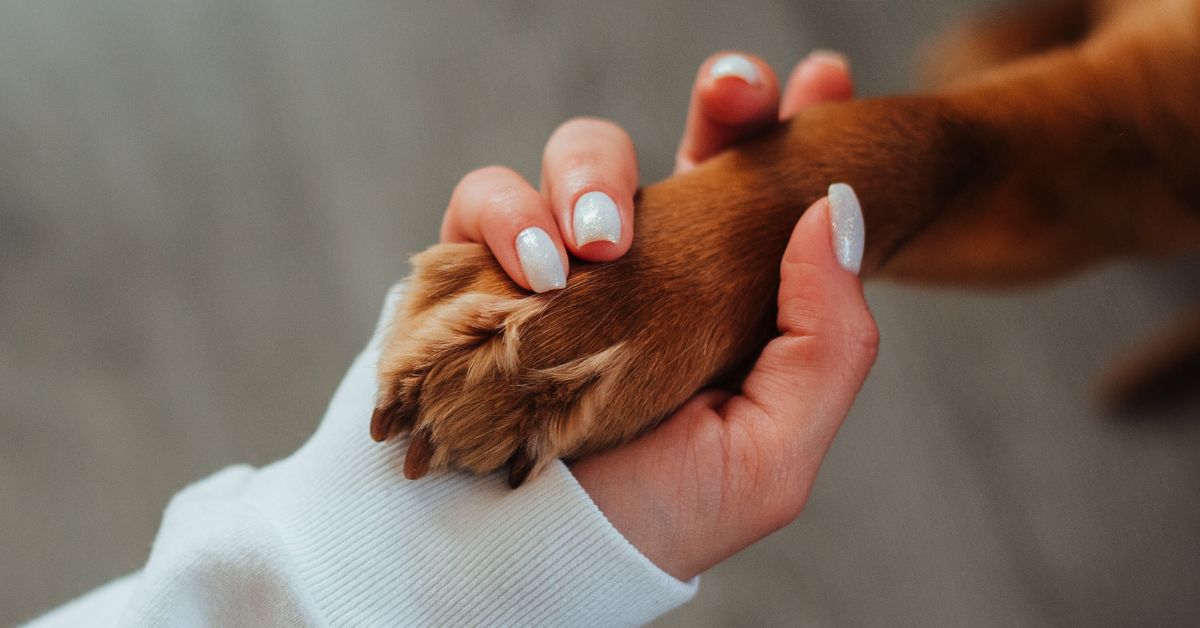 A person gently holding a small brown dog in their hands