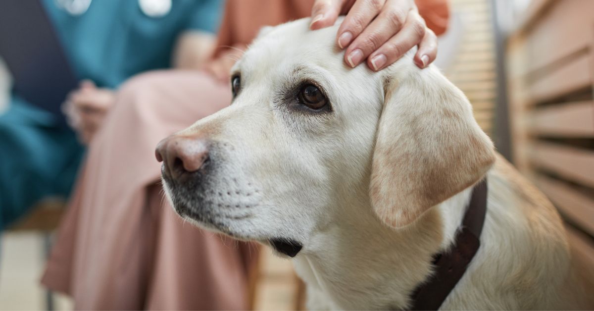A person gently holds a light-colored dog's head and neck with one hand.