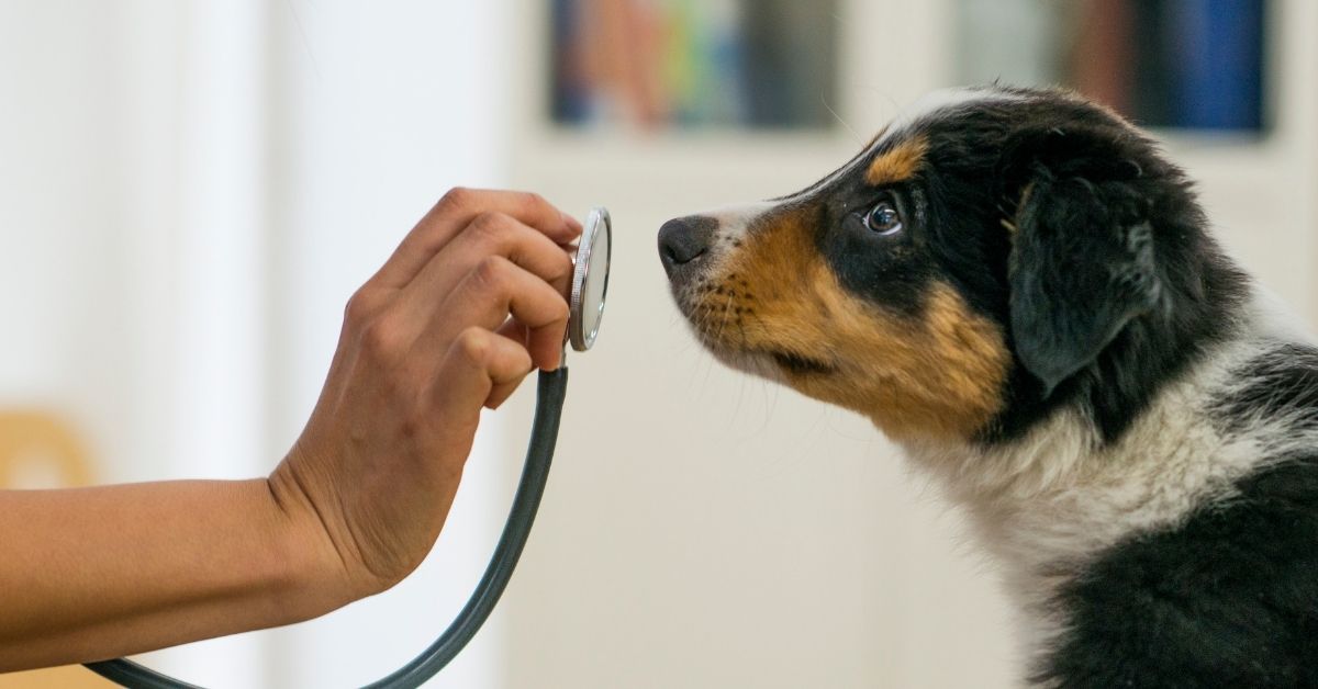 A person gently holds a stethoscope to a dog’s chest, with the dog’s head