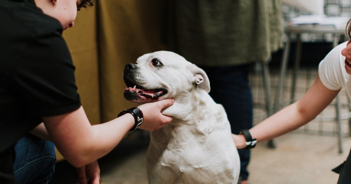 A person in a black shirt holds a white dog with a black patch on its head while