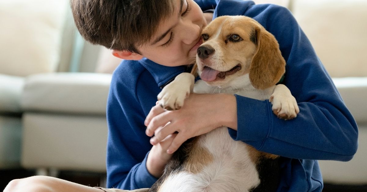 A person in a blue hoodie cuddles and kisses a beagle on a bright living room