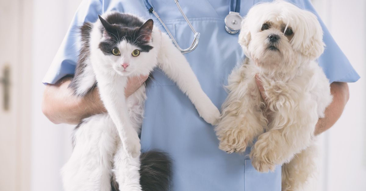 A person in light blue scrubs holds a black and white cat with a small collar