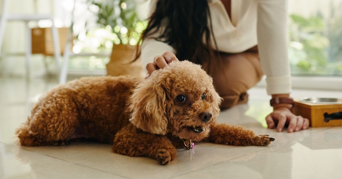 A person kneels beside a small brown dog lying on a glossy floor, smiling