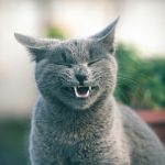 A small gray-blue cat with upright ears and a slightly