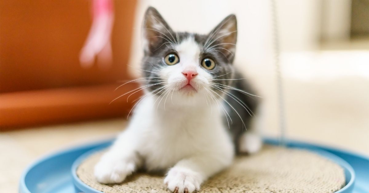 A small white-and-gray kitten with blue eyes sits on a beige scratching pad