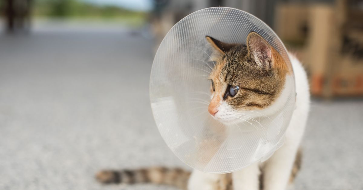 A striped cat wearing a white Elizabethan collar lying outdoors.