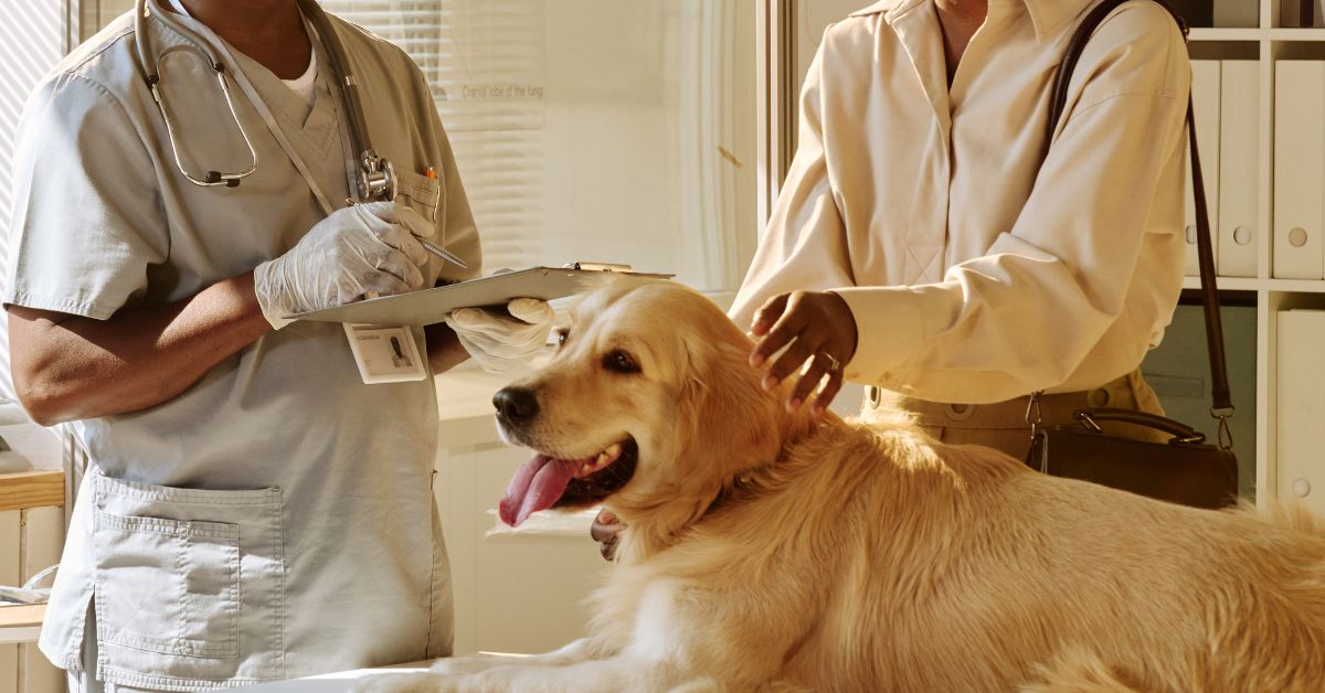 A-veterinarian-holds-a-clipboard-while-examining-a-golden-retriever-on-a-table-with-the-dogs-owner-standing-beside-them-and-petting-the-dog A veterinarian holds a clipboard while examining a golden retriever on a table, with the dog's owner standing beside them and petting the dog.