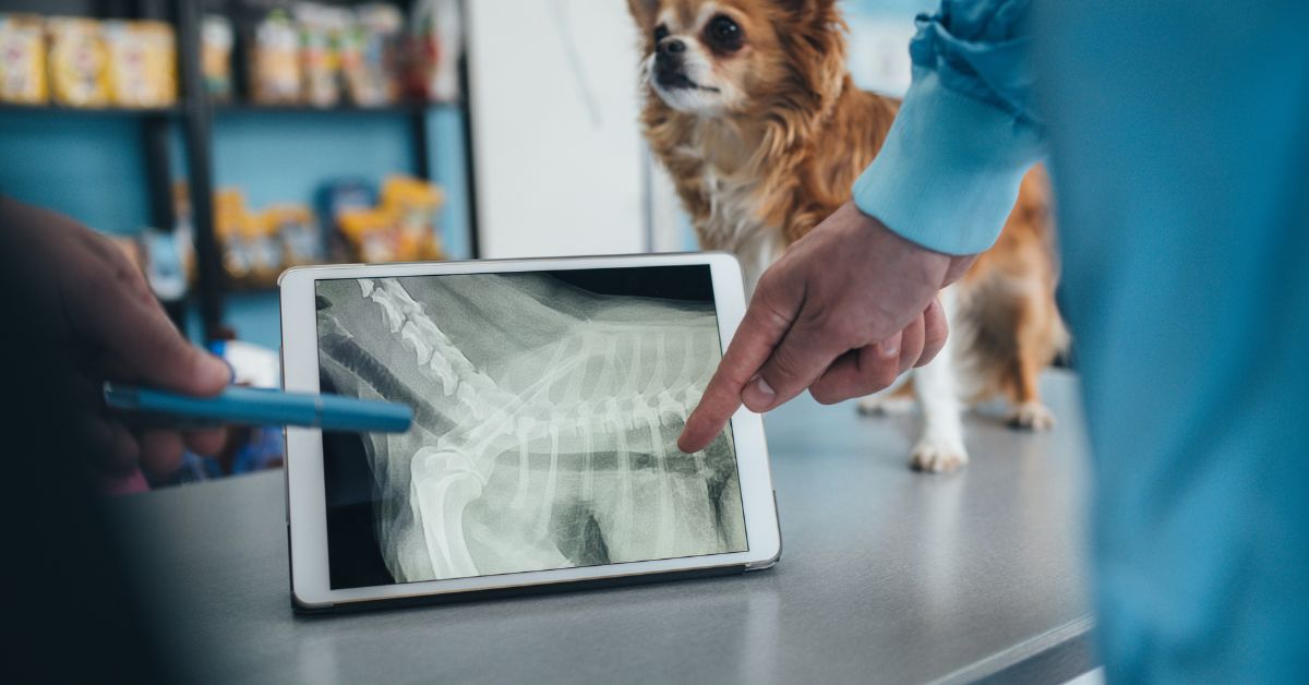 A veterinarian's hand points at a tablet showing an X-ray while a small dog.