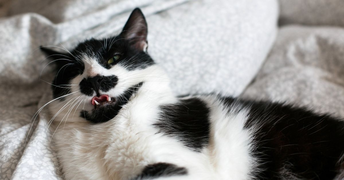 Black and white cat lounging on a gray couch