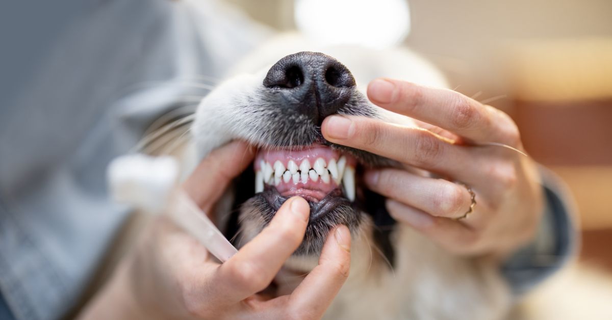 Close-up of a person gently holding a dog's mouth while another hand lifts
