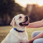 White dog with floppy ears wearing a blue collar, mouth