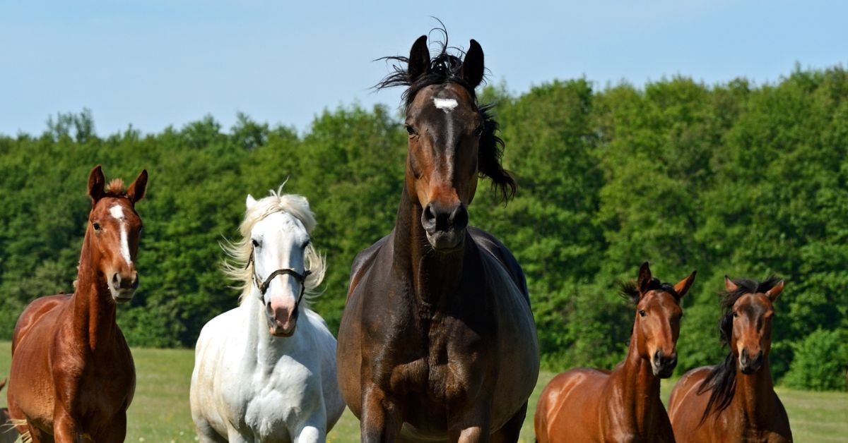 A group of horses galloping across a green field under a clear blue sky.