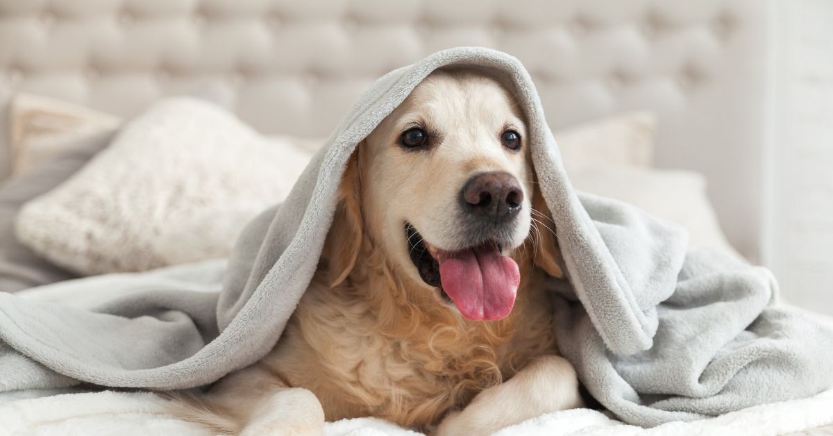 A light-colored dog lying on a bed covered with a soft gray blanket, head