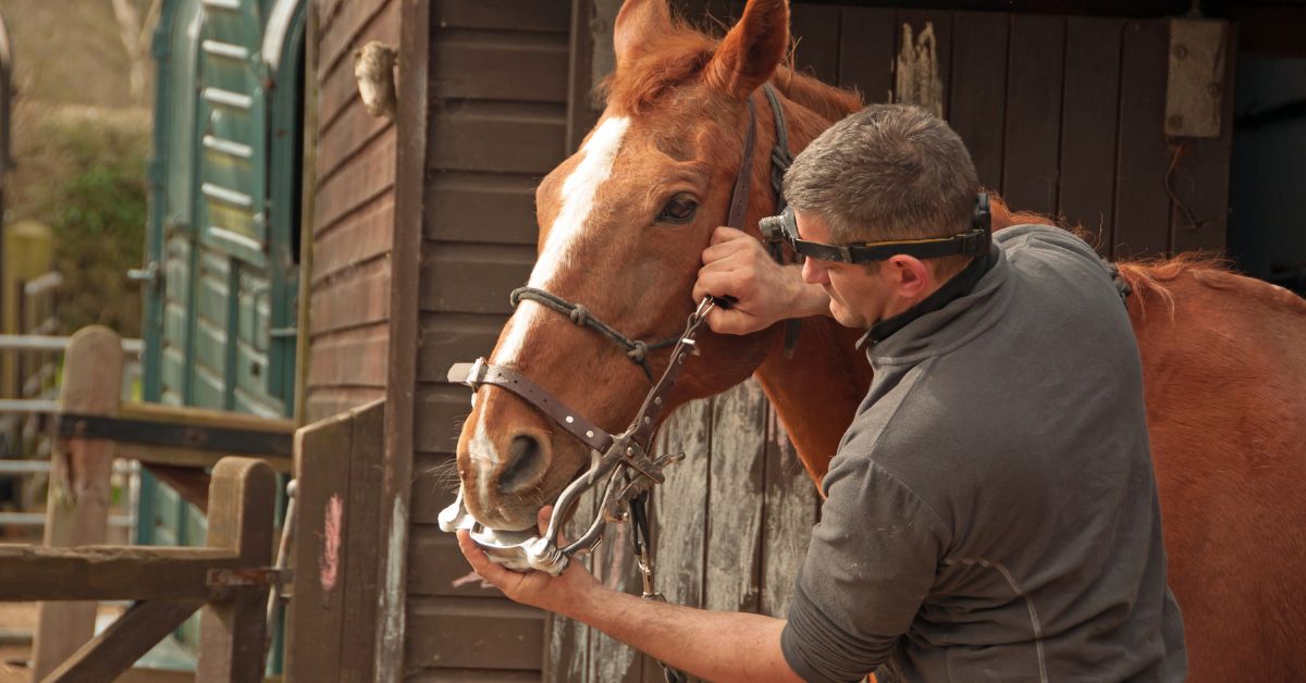 A man in a stable gently touches and scratches a chestnut horse’s head and