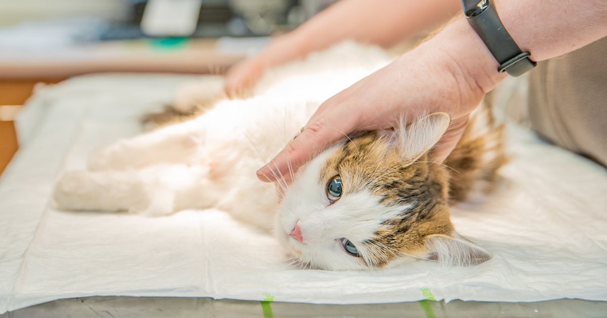 A person gently holds and strokes a small cat lying on a veterinary exam