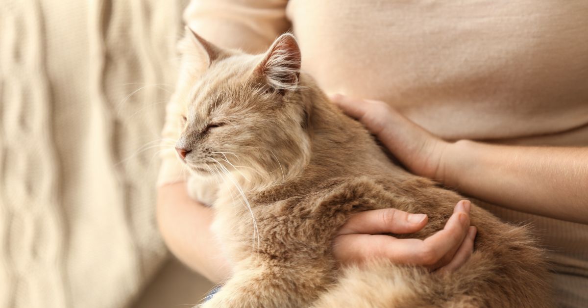 A relaxed brown tabby cat lies on a couch while a person gently strokes its