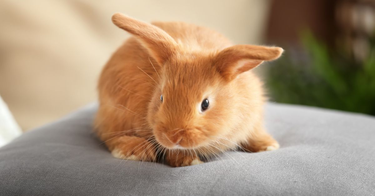 A small orange-brown rabbit with long ears lies on a gray couch cushion