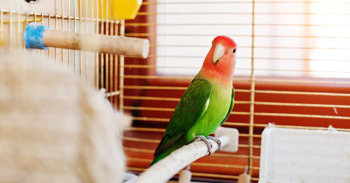 A small red-and-green parrot perched inside a cage, facing the camera, with