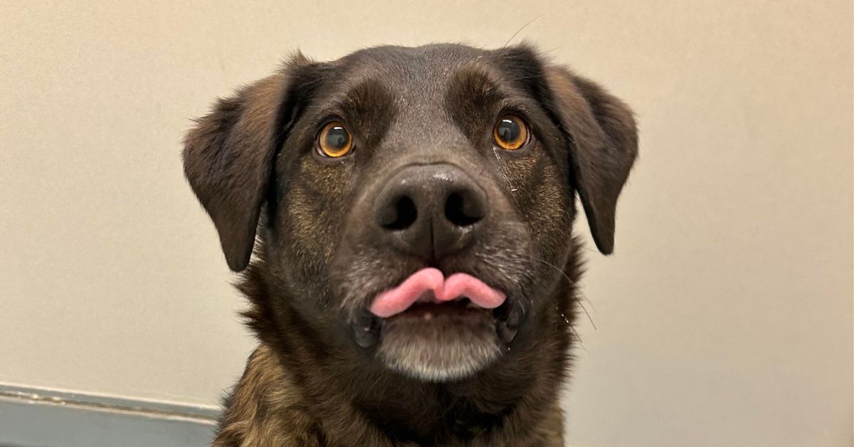 Brown dog with amber eyes sitting indoors, tongue out, wearing a collar