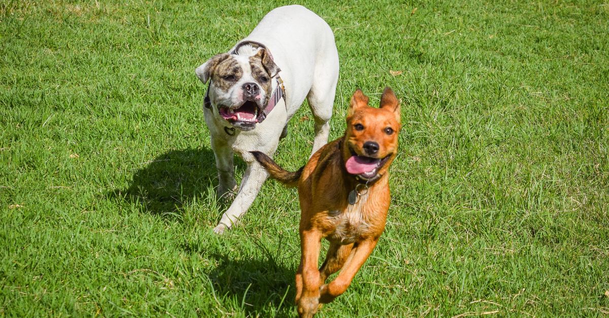 Two dogs running on green grass_ a white bulldog in front and an orange small dog