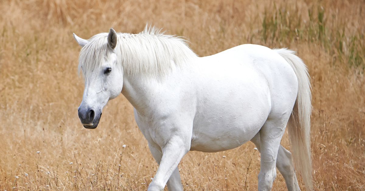 hite horse standing in a dry, grassy field, facing left with its head turned