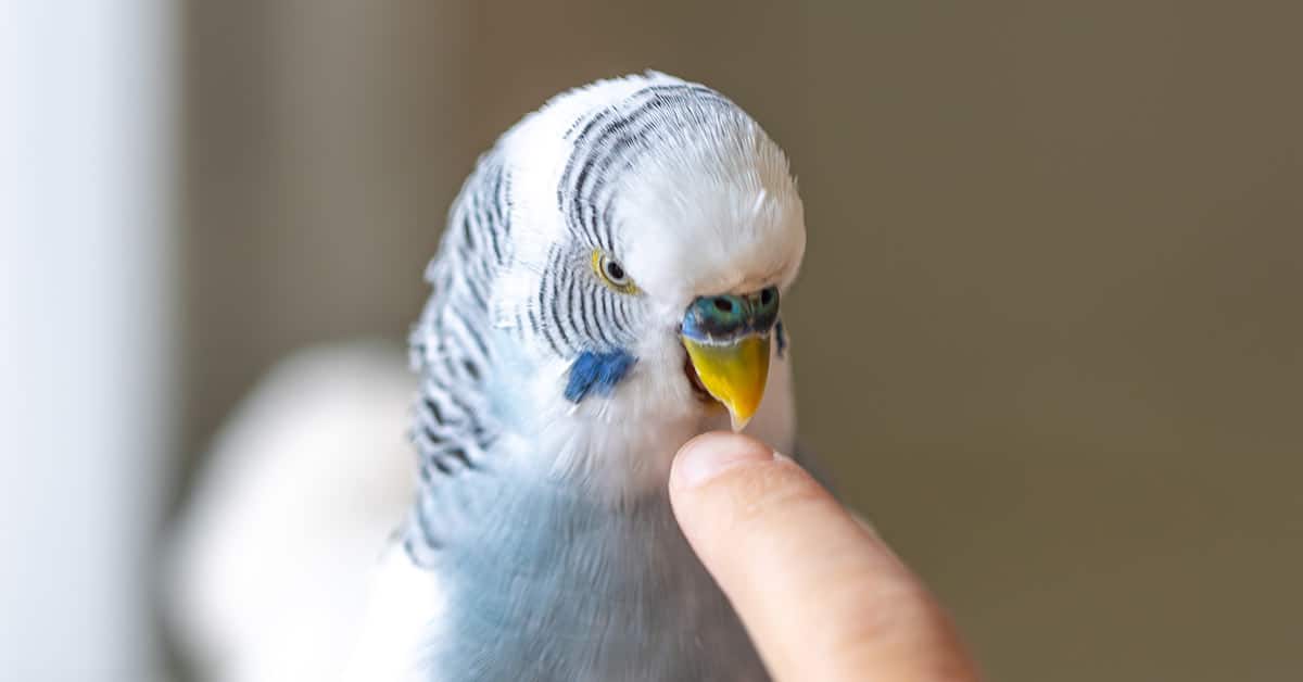 Blue-and-white budgerigar bird gently touching a person's fingertip with its beak