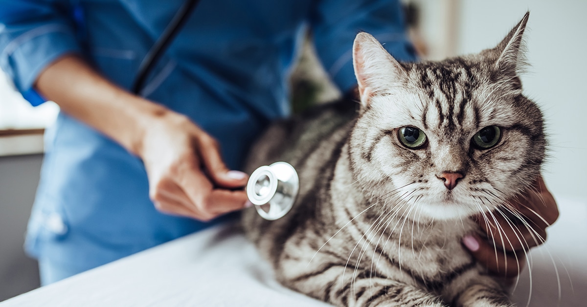 Vet examining a gray cat with a stethoscope