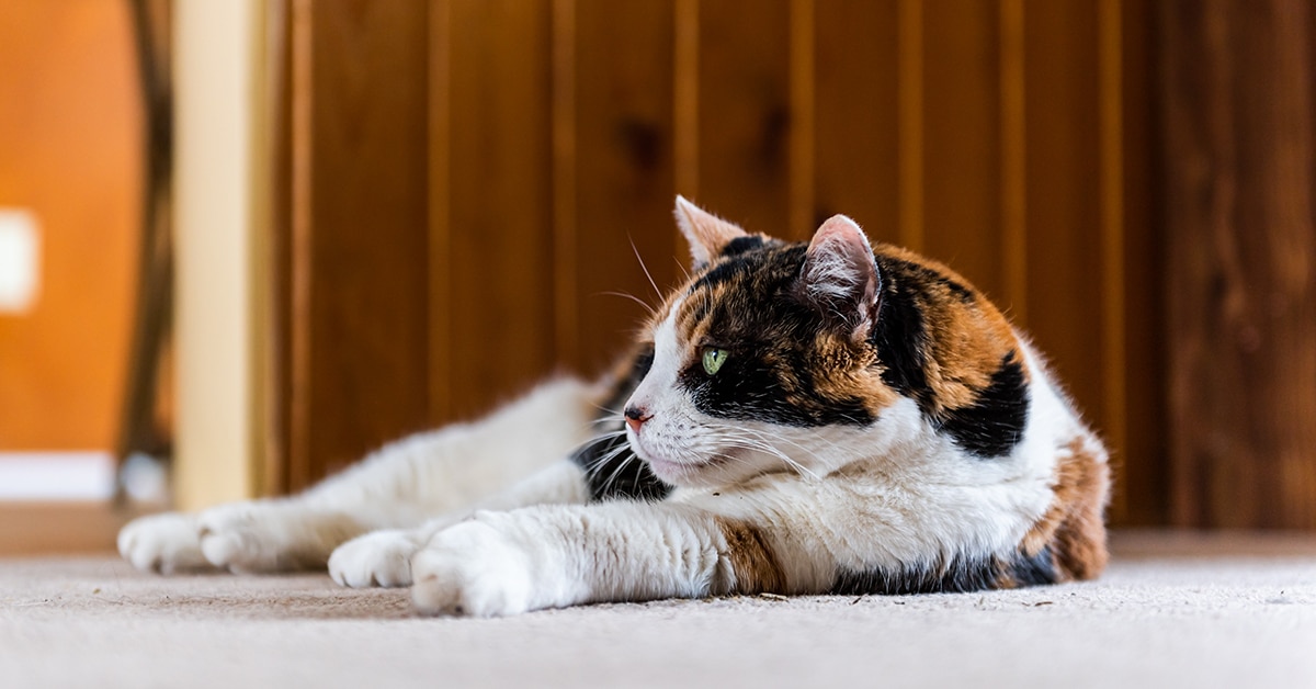 Senior Calico cat with green eyes lying on a carpeted floor, paws stretched forward, against a wood-paneled wall